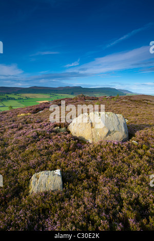 En Angleterre, Northumberland, Akureyri. La floraison sur les landes de bruyère connue sous le nom de terrasses Rothbury Banque D'Images