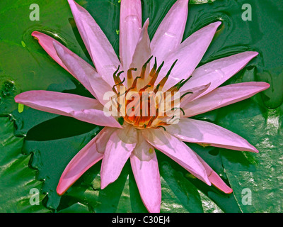 Nymphaea odorata, Lotus Rose, Water Lilly fleurs dans un étang d'eau, Sarasbaug, Pune, Maharashtra, Inde Banque D'Images