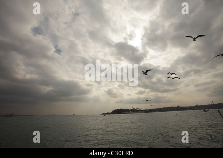 Les mouettes dans l'air sur le Bosphore, Istanbul, Turquie Banque D'Images