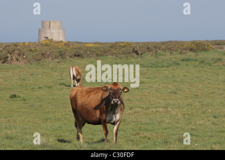 Vaches de Jersey et de la tour de garde allemands les Landes à Jersey Channel Islands Banque D'Images