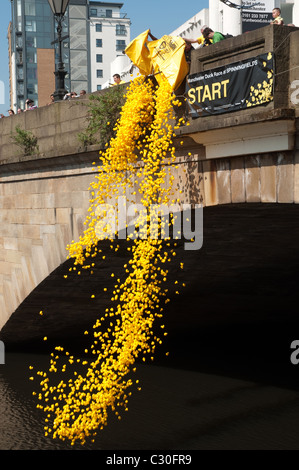 Le début de la 2e course de canards Manchester l'événement de bienfaisance a lieu sur la rivière Irwell, Spinningfields, le Vendredi saint. Banque D'Images