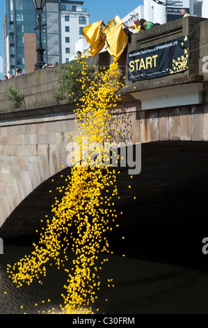 Le début de la 2e course de canards Manchester l'événement de bienfaisance a lieu sur la rivière Irwell, Spinningfields, le Vendredi saint. Banque D'Images