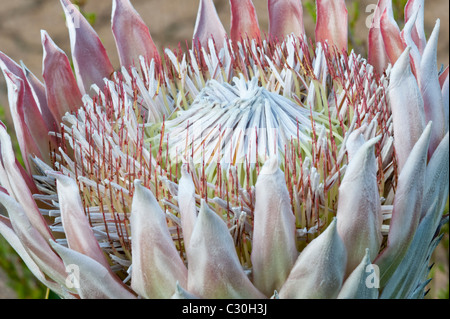 King Protea Protea) (Photo:fleurs Kirstenbosch National Botanical Garden Cape Town Western Cape Afrique du Sud Banque D'Images