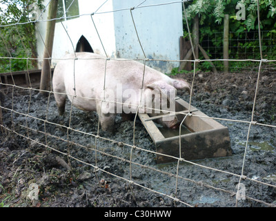 Cochon dans la boue Banque D'Images