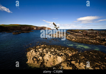 L'entrée du port de rochers à St Abbs. Banque D'Images