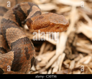 Close-up of a Northern Copperhead montrant les sept caractéristiques d'identification (voir la description pour plus de détails). Banque D'Images