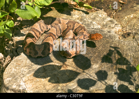Le Nord (Agkistrodon contortrix Copperhead mokasen) soleil lui-même sur une souche dans le soleil de l'après-midi. Banque D'Images