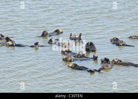 Un grand groupe de loutres de mer (Enhydra lutris) situé dans l'Elkhorn Slough à Moss Landing, California. Banque D'Images