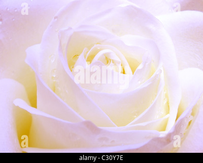 Rose blanche avec des gouttes de rosée dans la lumière bleue Banque D'Images