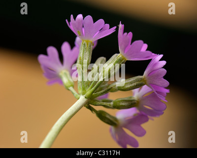 Primevère Laurentienne, primula farinosa Banque D'Images