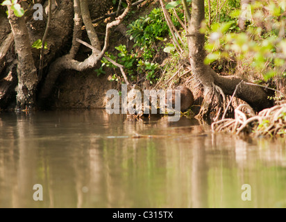 La végétation au bord de l'eau manger des campagnols sur la rivière Windrush dans l'Oxfordshire Banque D'Images