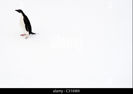 Lone Adelie penguin sur un iceberg en Antarctique. Banque D'Images