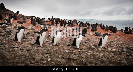 Pingouin Adélie suit un groupe de manchots marchant sur Brown Bluff, l'Antarctique. Banque D'Images