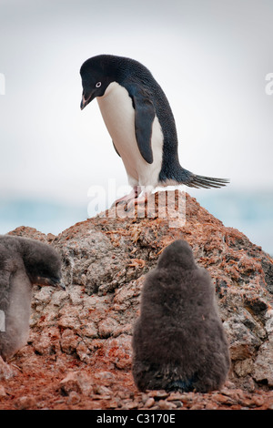 Pingouin Adélie debout sur les rochers de Brown Bluff, l'Antarctique donnant sur colonie de poussins. Banque D'Images