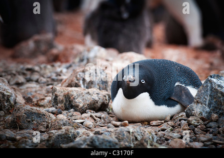 Manchots d'Adélie assis autour de roches sur Brown Bluff, l'Antarctique. Banque D'Images