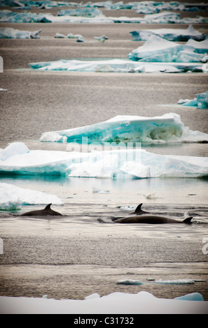 Un groupe de petits rorquals nageant dans la mer de Weddell en Antarctique parmi de beaux petits icebergs. Banque D'Images