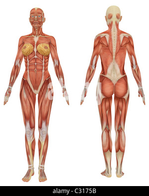 Vue avant et arrière de l'anatomie musculaire femelle. Très éducatif. Banque D'Images