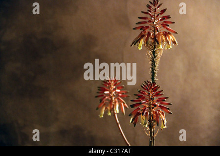 Trois red hot poker sur le toit d'un hôtel dans le centre de Marrakech Banque D'Images