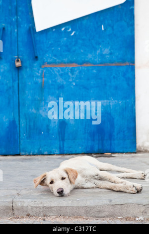 Sleepy Dog couché sur la chaussée/trottoir en de de porte bleue Banque D'Images