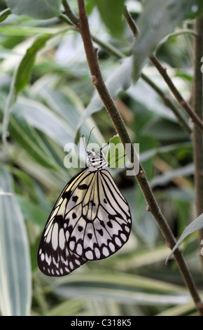 MALABAR Tree Nymph Butterfly  idée malabarica Banque D'Images