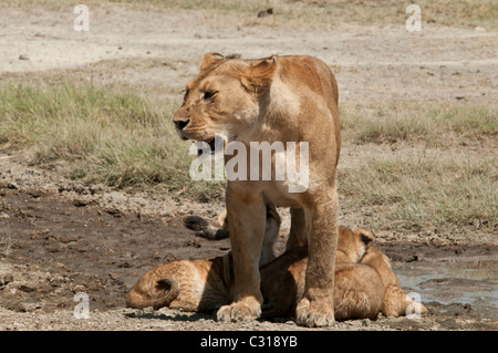 Stock photo de trois lionceaux trouver de l'ombre sous leur maman. Banque D'Images