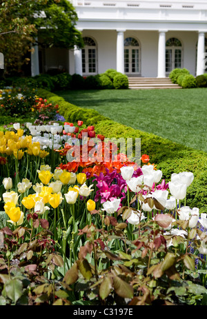 Les tulipes en fleur dans le jardin de roses de la Maison Blanche. Banque D'Images