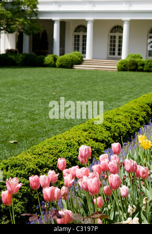 Les tulipes en fleur dans le jardin de roses de la Maison Blanche. Banque D'Images