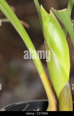 Gros plan sur le nouveau Super boutons floraux sur Cymbidium Orchid Banque D'Images