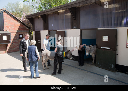 Les ânes au Donkey Sanctuary qui est un organisme de bienfaisance basée au Royaume-Uni pour améliorer les conditions de travail pour les ânes et mules à l'échelle internationale. Banque D'Images