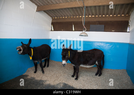 Les ânes au Donkey Sanctuary qui est un organisme de bienfaisance basée au Royaume-Uni pour améliorer les conditions de travail pour les ânes et mules à l'échelle internationale. Banque D'Images