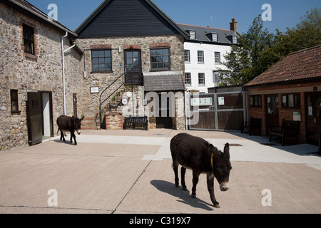 Les ânes au Donkey Sanctuary qui est un organisme de bienfaisance basée au Royaume-Uni pour améliorer les conditions de travail pour les ânes et mules à l'échelle internationale. Banque D'Images