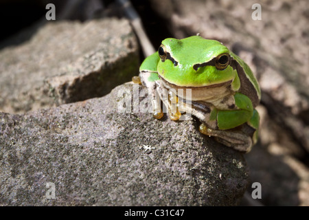 La curiosité la grenouille verte sur un rocher Banque D'Images