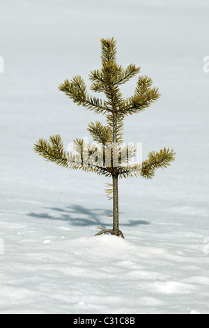 Pine Tree pousse dans la neige, près de Arvidsjaur, le nord de la Suède Banque D'Images