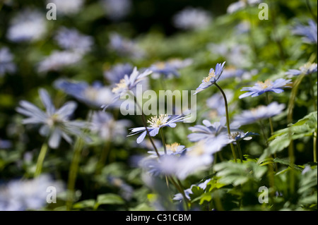 Anemone apennina, bois bleu, en fleurs d'anémones Banque D'Images