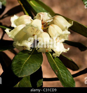 Rhododendron macabeanum en fleur Banque D'Images