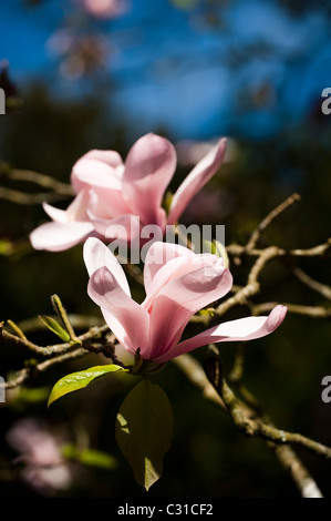 Magnolia sprengeri 'Diva' en fleurs Banque D'Images