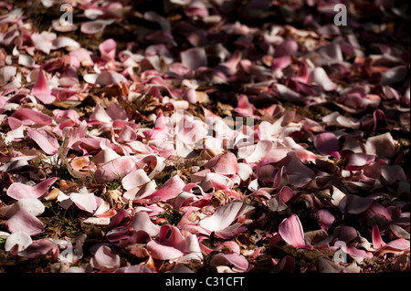 Fallen pétales d'un magnolia sprengeri 'Diva' au printemps Banque D'Images