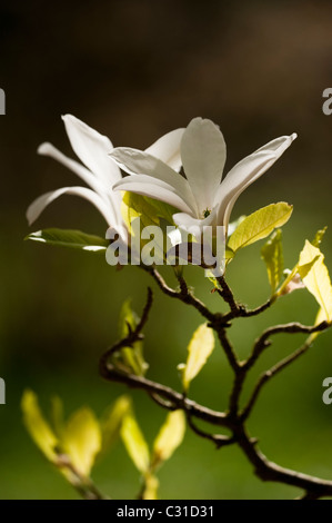 Magnolia salicifolia en fleur Banque D'Images