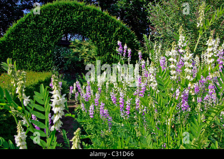 Les fleurs, le jardin du cloître végétal, LE PARC ET LES JARDINS DU CHÂTEAU DE VANDRIMARE, EURE (27), FRANCE Banque D'Images