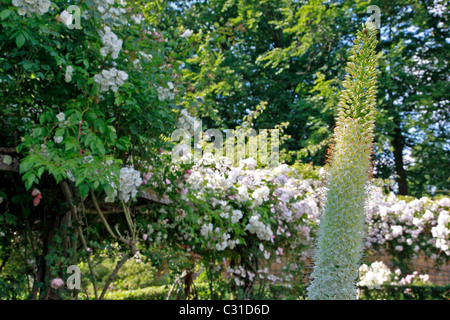 La roseraie, PARC ET JARDINS DU CHÂTEAU DE VANDRIMARE, EURE (27), FRANCE Banque D'Images