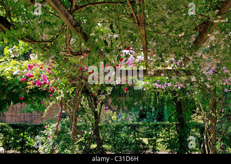 La roseraie, PARC ET JARDINS DU CHÂTEAU DE VANDRIMARE, EURE (27), FRANCE Banque D'Images