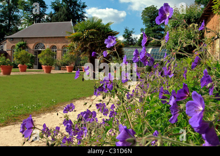 Géranium SAUVAGE EN FACE DE L'Orangerie, PARC ET JARDINS DU CHÂTEAU DE VANDRIMARE, EURE (27), FRANCE Banque D'Images