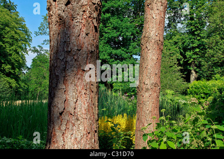 Parc ET JARDINS DU CHÂTEAU DE VANDRIMARE, EURE (27), FRANCE Banque D'Images