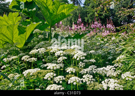 Parc ET JARDINS DU CHÂTEAU DE VANDRIMARE, EURE (27), FRANCE Banque D'Images