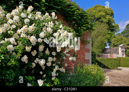 Rosier BLANC, PARC ET JARDINS DU CHÂTEAU DE VANDRIMARE, EURE (27), FRANCE Banque D'Images