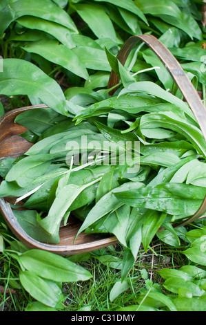 Les feuilles fraîchement récoltées ramsons (aka les rampes, poireaux sauvages, de l'ail, l'ail des bois) dans un sol en bois trug dans le Northumberland, en Angleterre. Banque D'Images