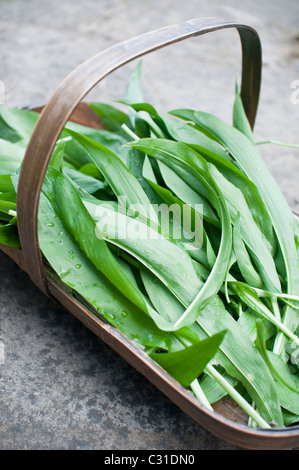 Les feuilles fraîchement récoltées ramsons (aka les rampes, poireaux sauvages, de l'ail, l'ail des bois) dans un sol en bois trug dans le Northumberland, en Angleterre. Banque D'Images