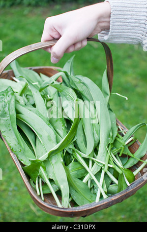 Un homme part détient un trug en bois des feuilles fraîchement récoltés ramsons (aka les rampes, poireaux sauvages, bois de l'ail, l'ail sauvage) au Royaume-Uni. Banque D'Images