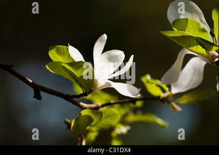 Magnolia x loebneri 'Merrill' en fleurs Banque D'Images