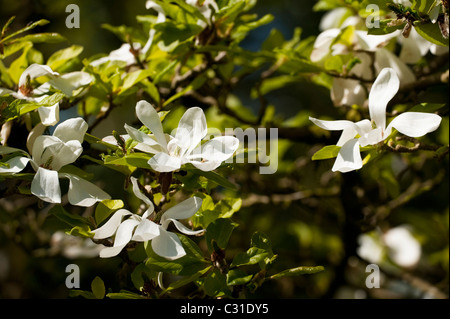 Magnolia x loebneri 'Merrill' en fleurs Banque D'Images